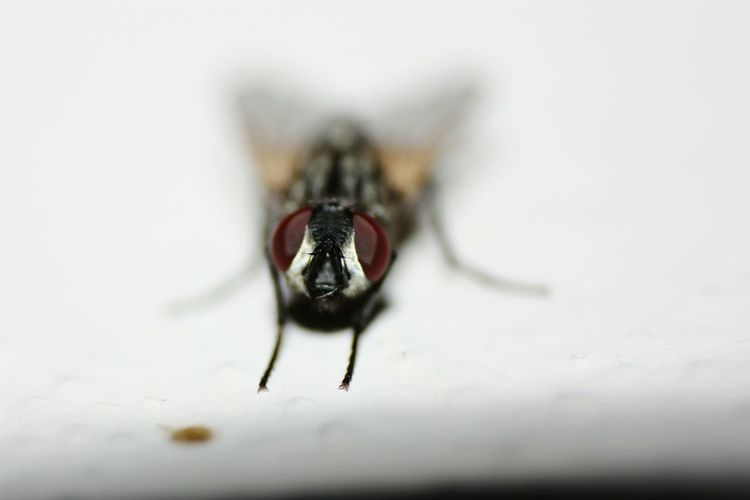 Close-up of fly on surface