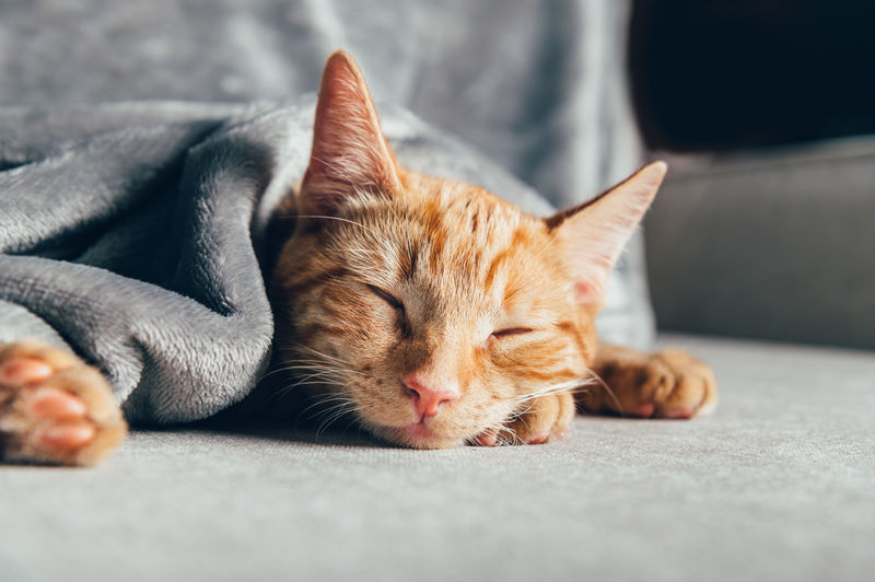 Cute little ginger kitten sleeps on the sofa under grey soft blanket