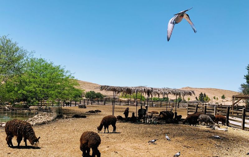 View of birds flying above the farm with horses and black sheep 