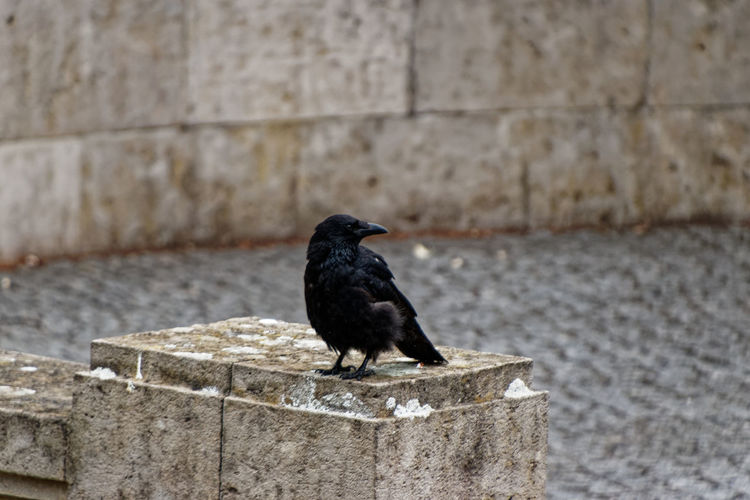 Black bird perching on wall