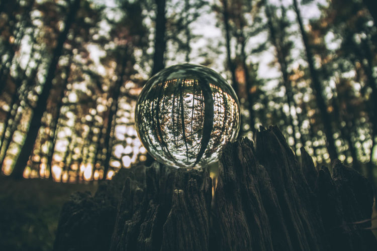 Close-up of crystal ball on tree stump in forest