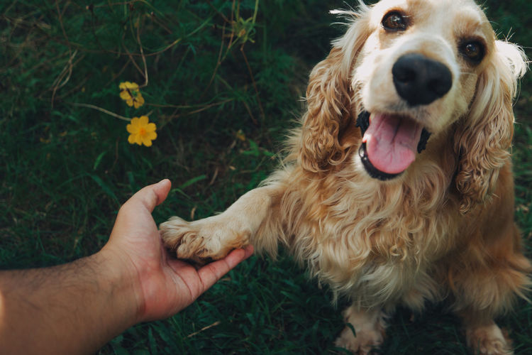 Close-up of hand holding dog
