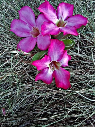 High angle view of pink flowering plant on field