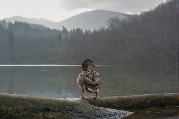 View of bird on lake against mountain