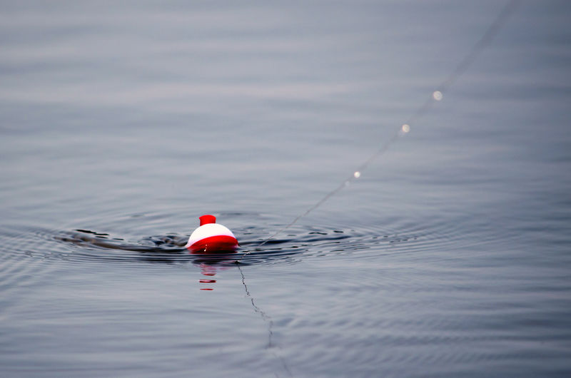 A red and white bobber floats on the end of a fishing line