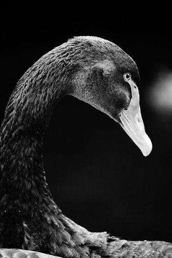 Close-up portrait of black swan