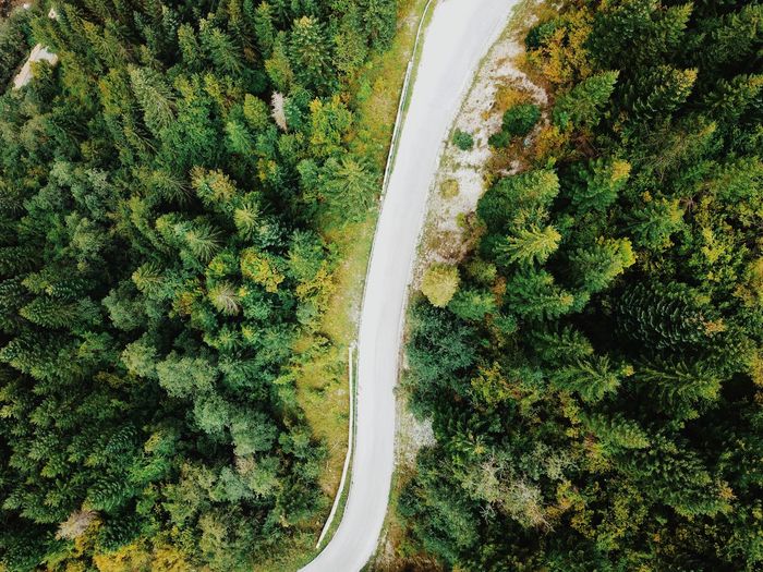 High angle view of road amidst trees in forest