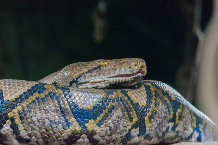 Python serpent 