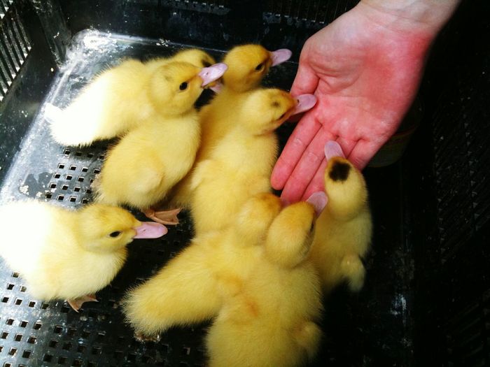 Close-up of ducklings and human hand