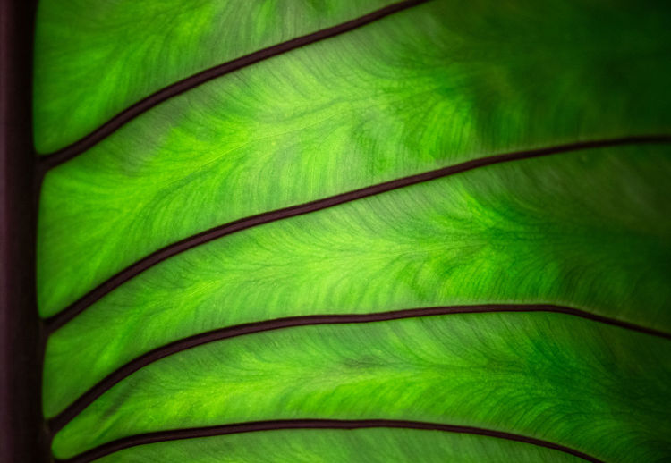 Macro shot of palm leaf