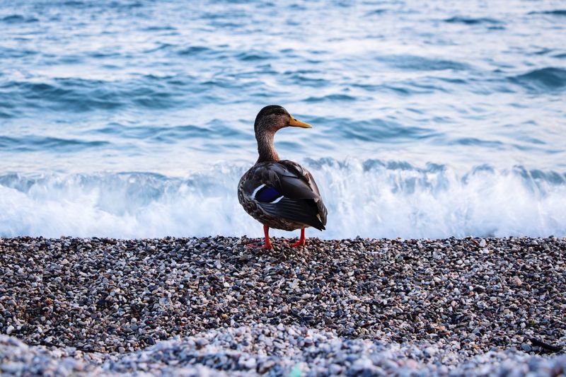 Duck perching on a beach
