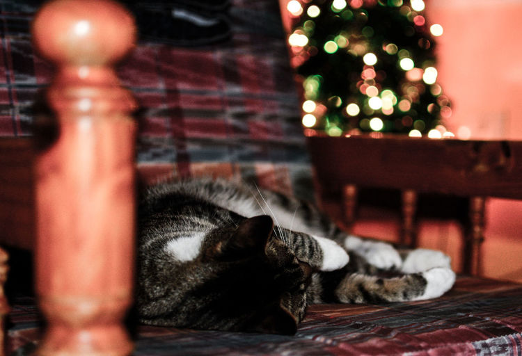 Close-up of cat relaxing on chair
