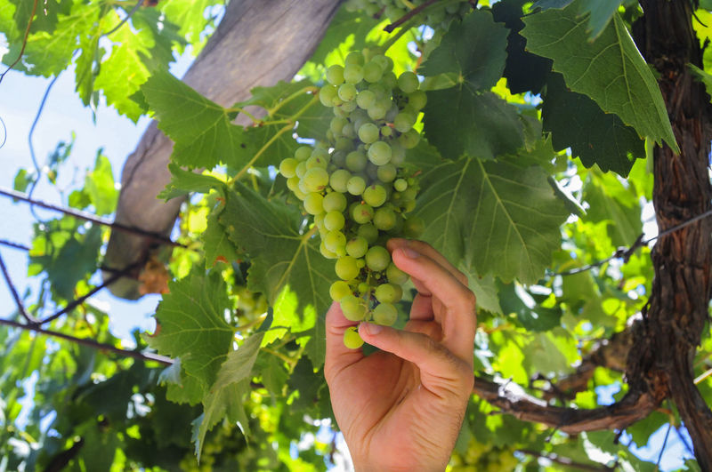 Close-up of hand holding fruits hanging on tree