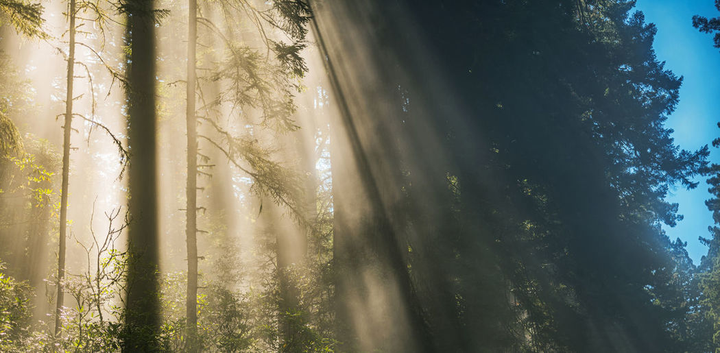 Low angle view of trees in forest