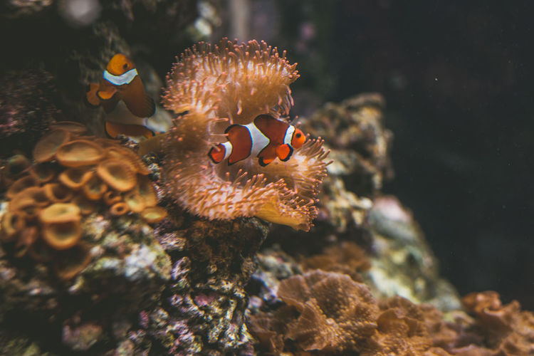 Clown fish by coral swimming in sea