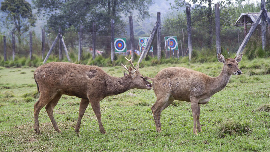 Side view of deer couple standing on field