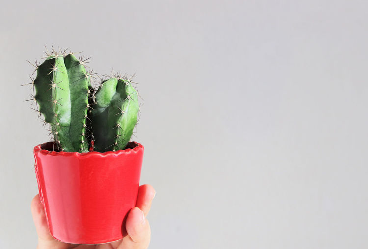 Close-up of hand holding cactus plant against white background