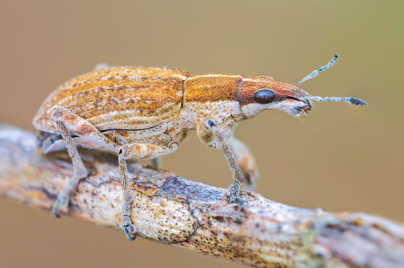 Close-up of an insect