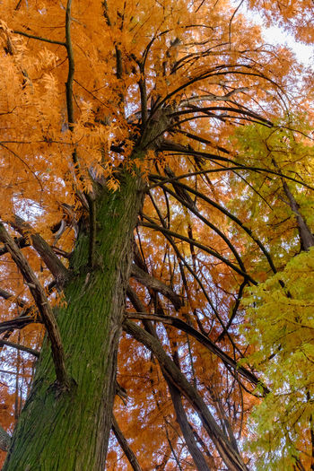 Low angle view of tree against sky