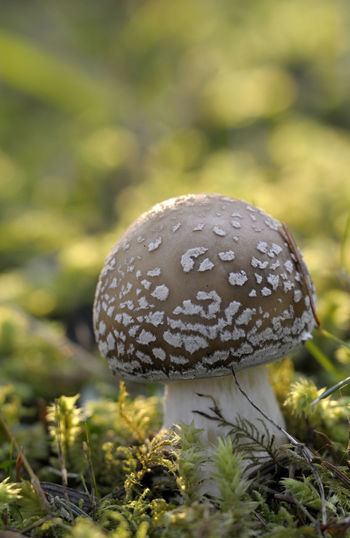 Amanita muscaria mushroom at a young stage