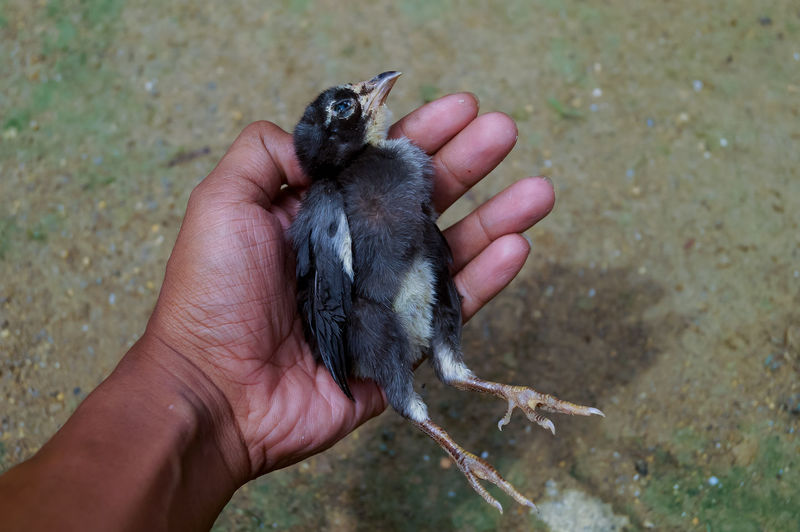 High angle view of hand holding died chick 