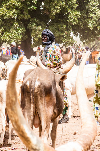 Man standing by bulls on field in village