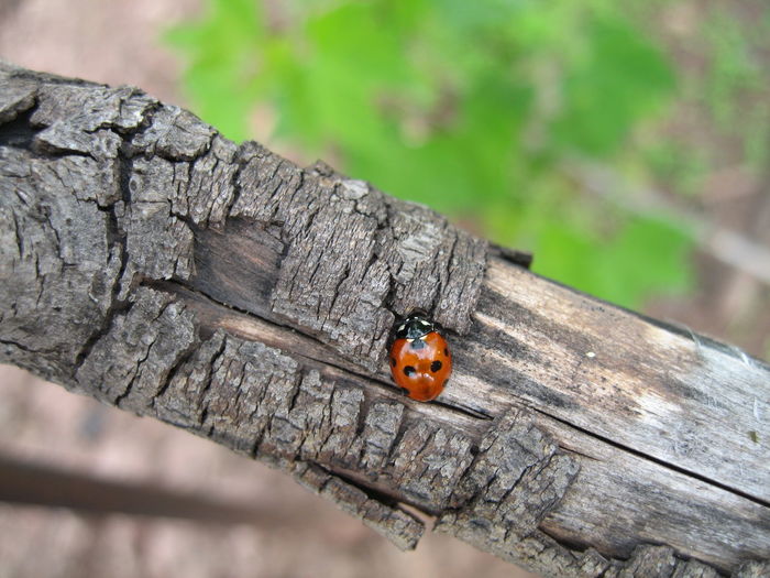 Close-up of ladybug on tree trunk