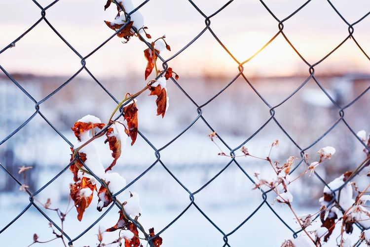 Close-up of chainlink fence during winter