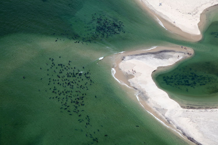 High angle view of beach and seals at chatham, cape cod. 