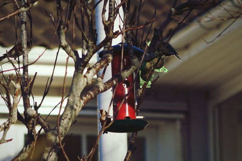 Low angle view of bird by feeder perching on branch