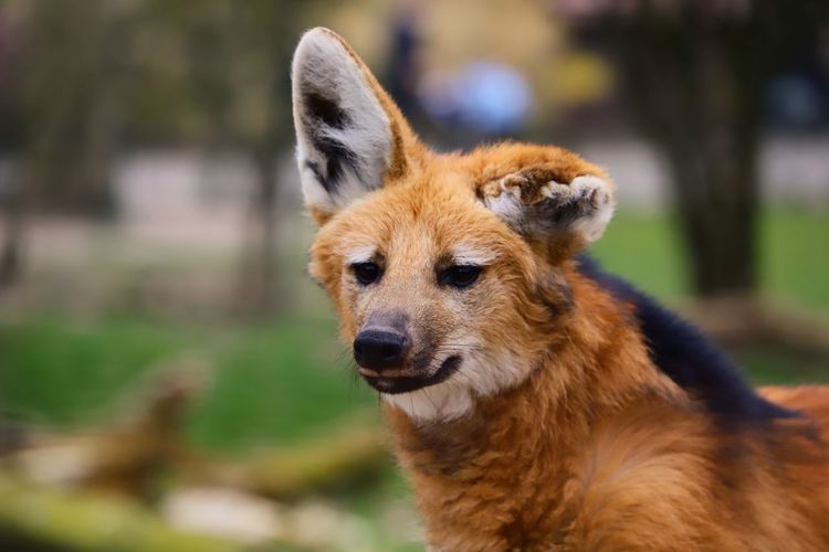 Close-up portrait of a maned wolf on field
