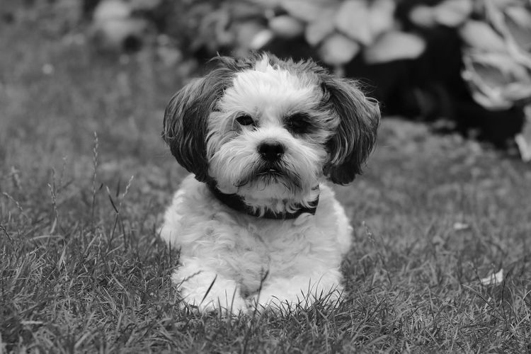 Black and white photo of a bolonka zwetna dog