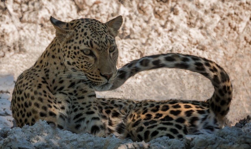 Leopard resting on field