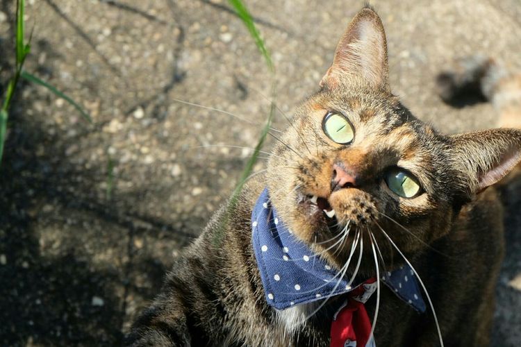 Portrait of cat on sunny day