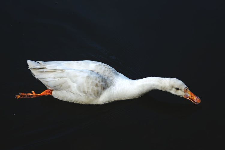High angle view of seagull on a lake