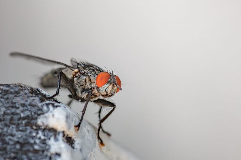 True flies are insects of the order diptera
