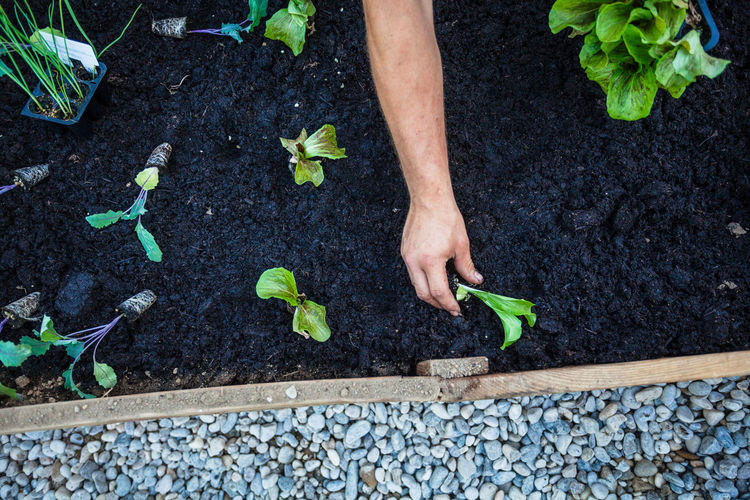 Low section of man working on plant