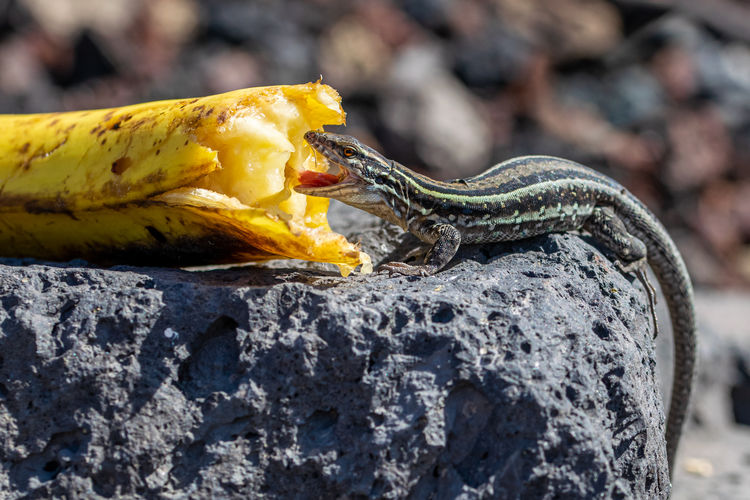 La palma wall lizards, gallotia galloti palma. male lizard has blue coloring under neck canaries