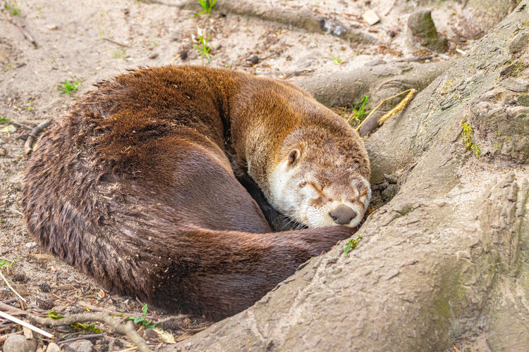 View of an animal resting on rock