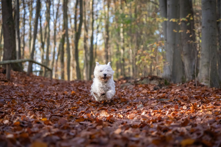 Dog on dry leaves in forest