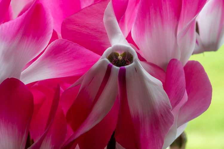 Close up of cyclamen persicum flowers in bloom