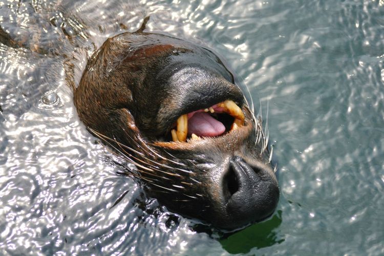 High angle view of sea lion swimming in water