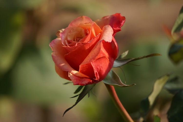 Close-up of red rose by natural light 