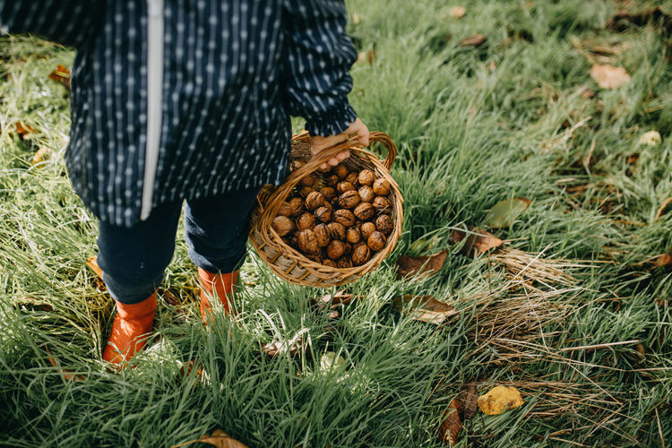 Child picking walnuts with basket