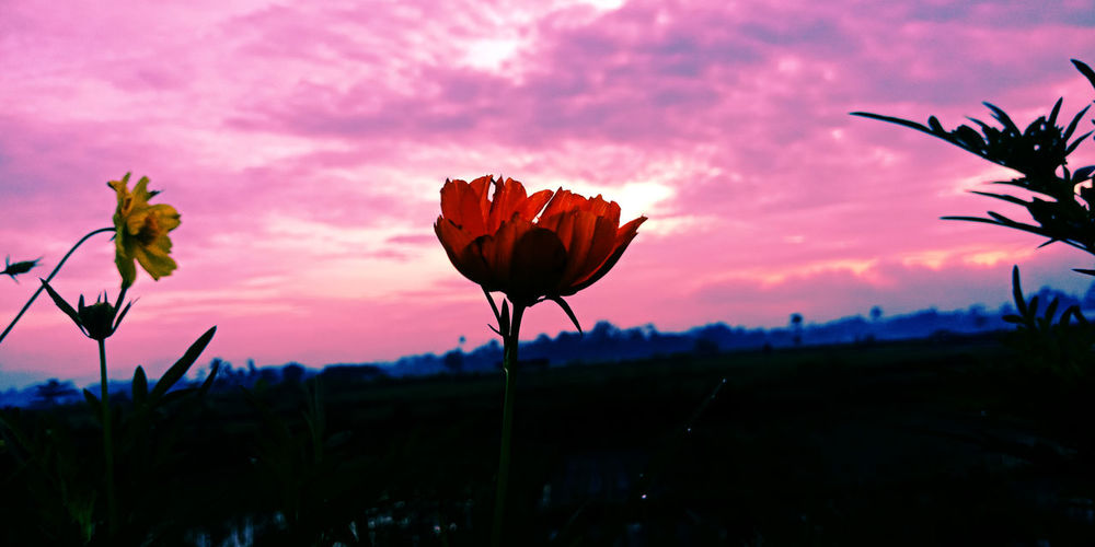 Close-up of flowering plants on field against sky during sunset