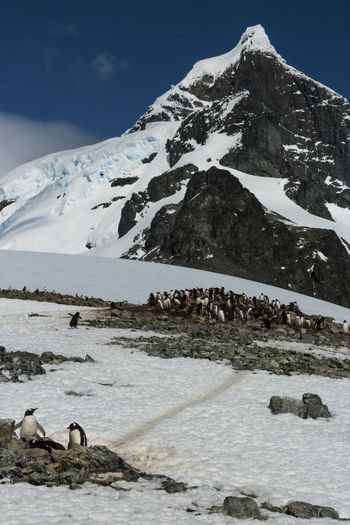 Gentoo penguin colony at georges point, antarctica.