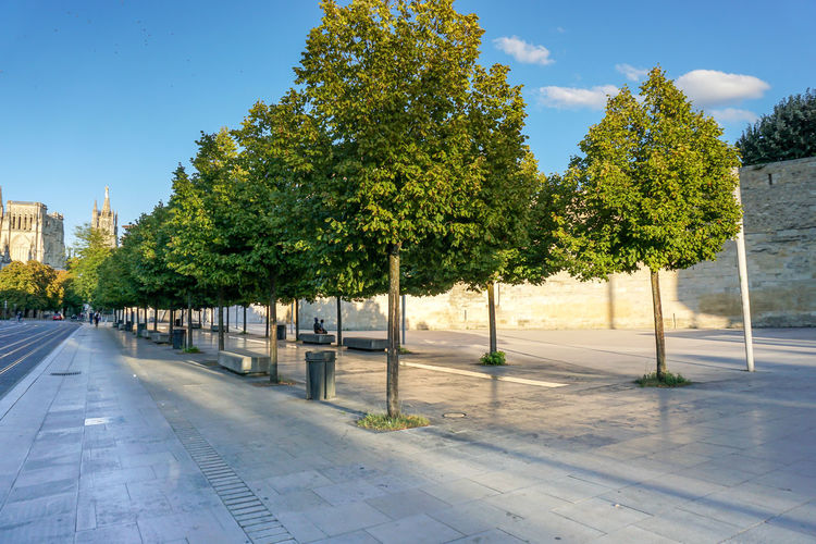 A romantic alley with two rows of trees and a long and narrow aluminum path 