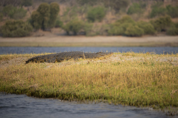 Crocodile at chobe national park in botswana, africa