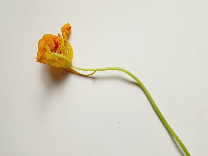 Close-up of wilted flower against white background
