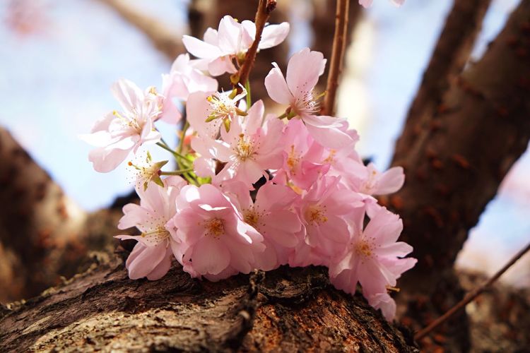 Close-up of pink flowers